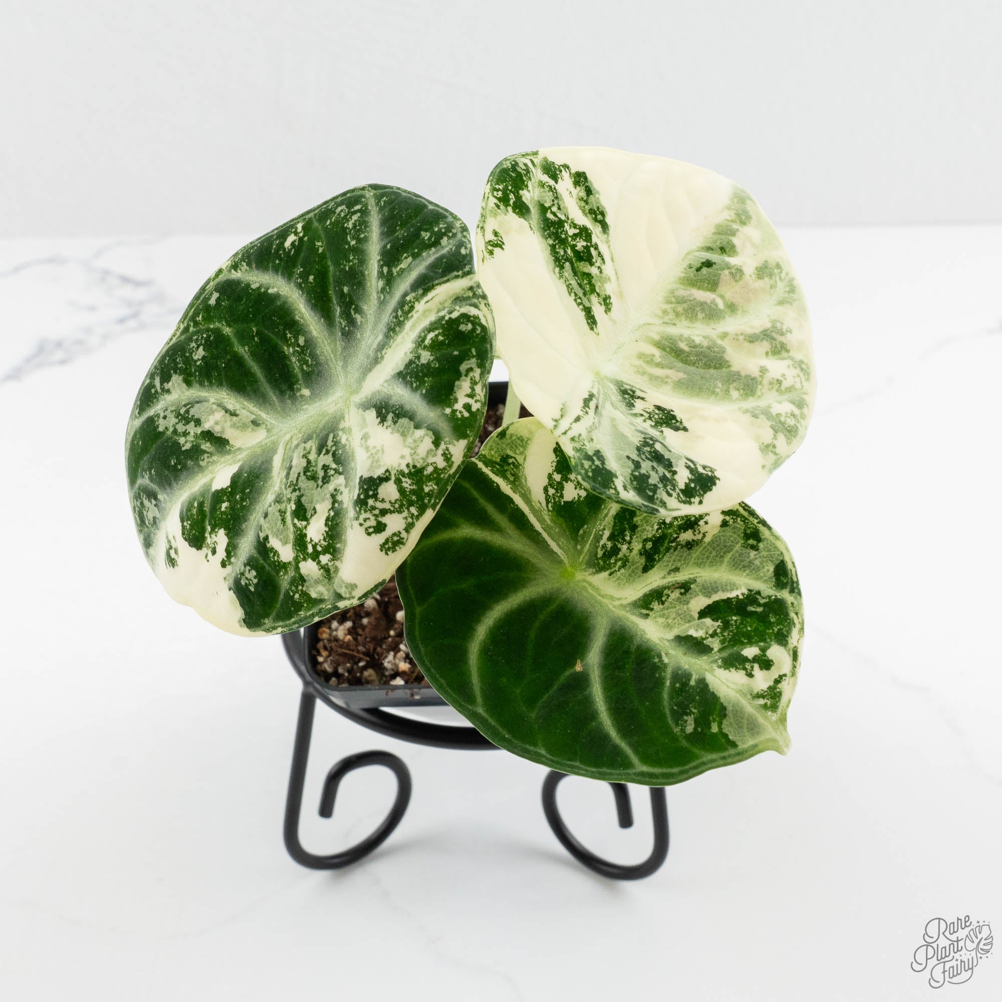 Alocasia 'Black Velvet Ninja' Albo Variegated (wk14-F) – Rare