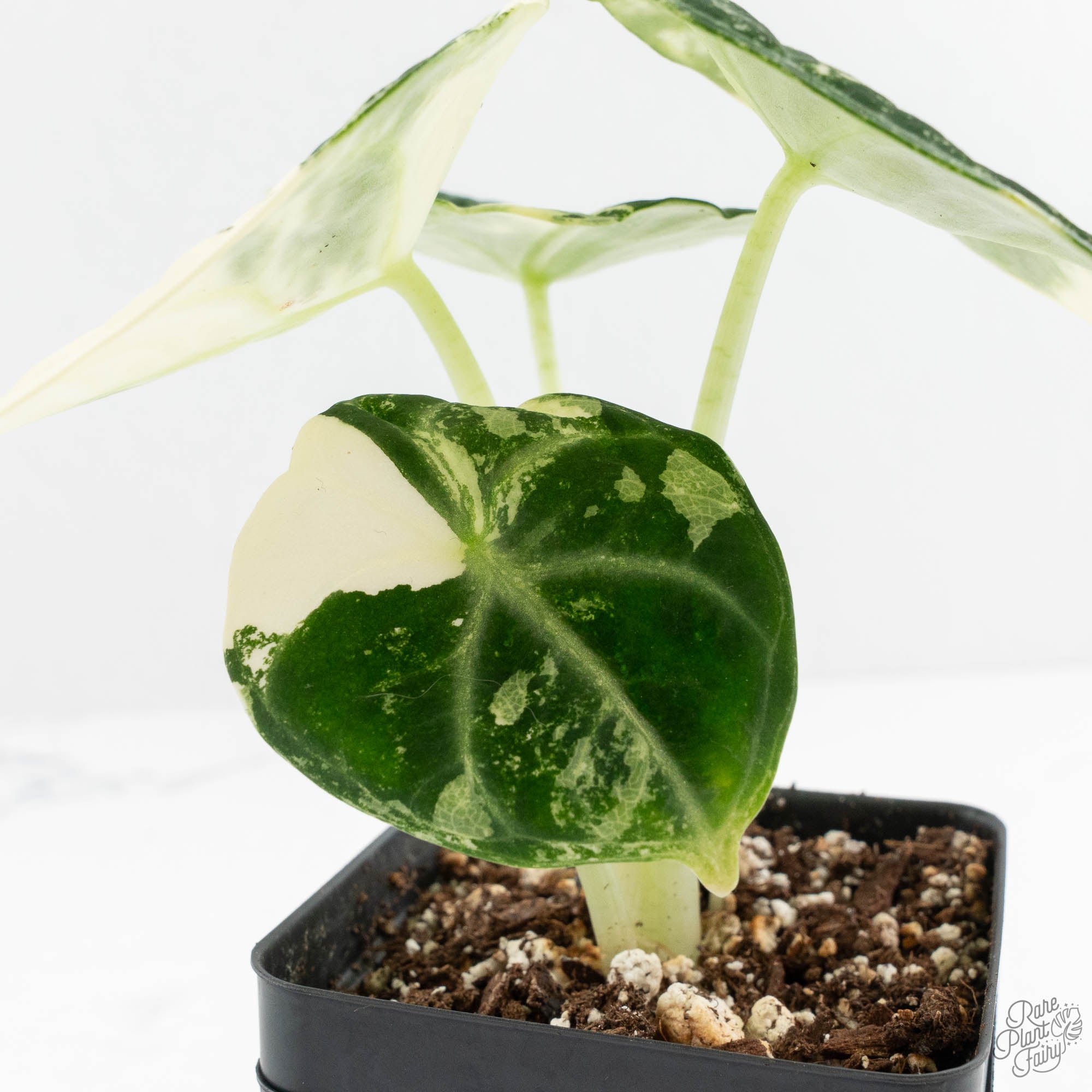 Alocasia 'Black Velvet Ninja' Albo Variegated (wk14-F) – Rare