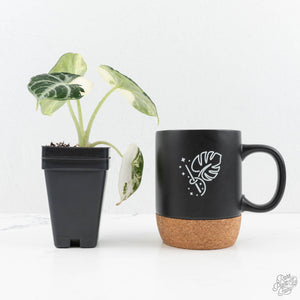 Alocasia 'Black Velvet Ninja' Albo Variegated (wk19-K)