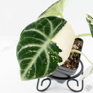 Alocasia 'Black Velvet Ninja' Albo Variegated (wk19-K)