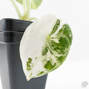 Alocasia 'Black Velvet Ninja' Albo Variegated (wk19-K)