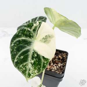 Alocasia 'Black Velvet Ninja' Albo Variegated (wk19-K)