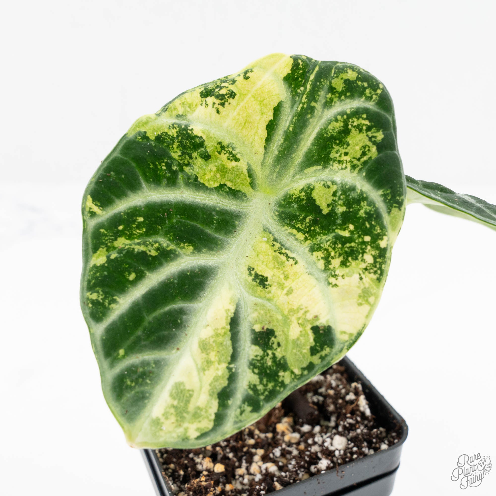 アクタス Alocasia 'Black Velvet Ninja' Pink Variegated (wk15-UW) – Rare