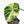 Alocasia 'Black Velvet Ninja' Albo Variegated (wk19-K)