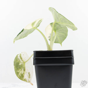 Alocasia 'Black Velvet Ninja' Albo Variegated (wk19-K)