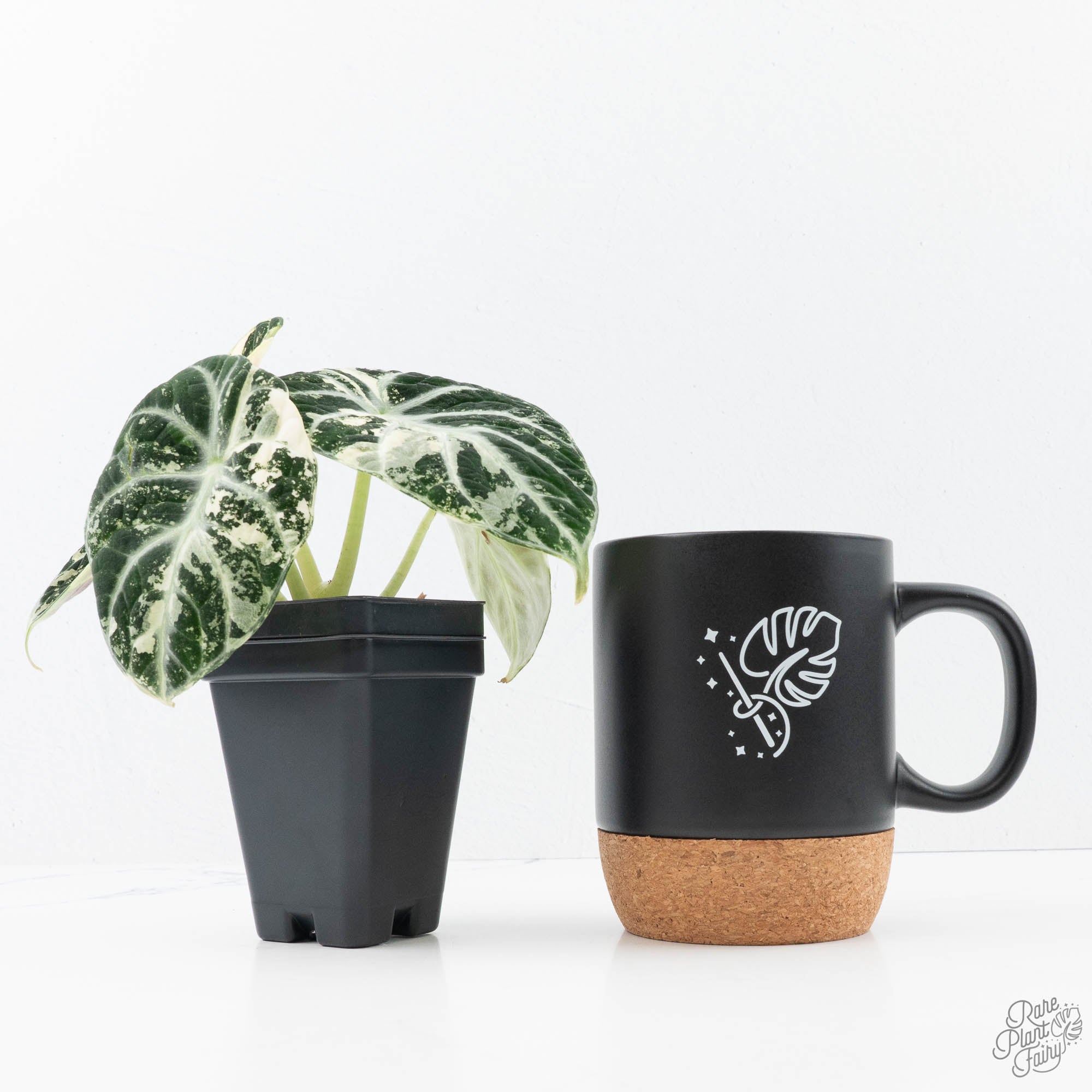 Alocasia 'Black Velvet Ninja' Albo Variegated (wk21-N) *Corming