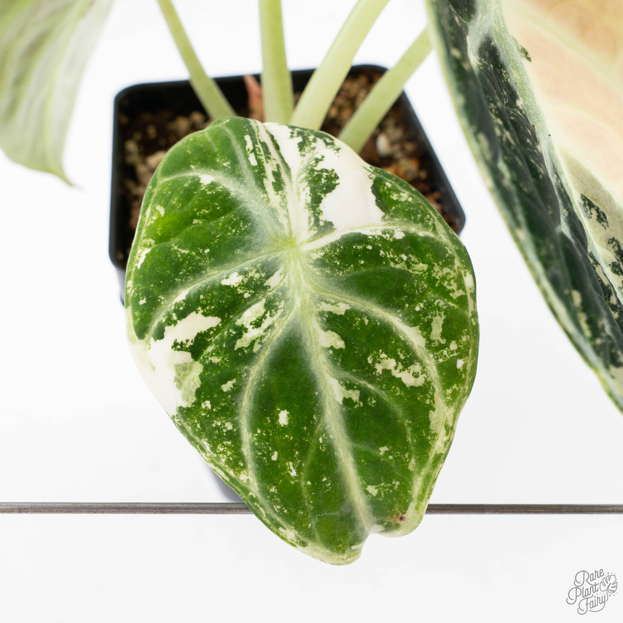 Alocasia 'Black Velvet Ninja' Albo Variegated (wk21-N) *Corming