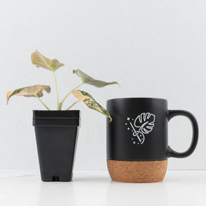 Alocasia 'Black Velvet' Gold/Aurea Variegated (wk36-L232)