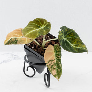 Alocasia 'Black Velvet' Gold/Aurea Variegated (wk36-L232)