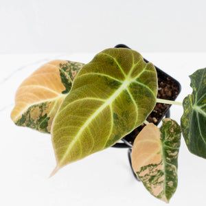 Alocasia 'Black Velvet' Gold/Aurea Variegated (wk36-L232)