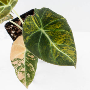 Alocasia 'Black Velvet' Gold/Aurea Variegated (wk36-L232)