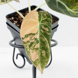 Alocasia 'Black Velvet' Gold/Aurea Variegated (wk36-L232)