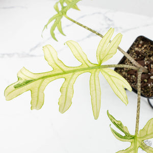 Alocasia Brancifolia Albo Variegated (wk17-UN)