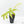 Alocasia Brancifolia Albo Variegated (wk17-UN)
