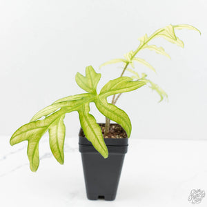 Alocasia Brancifolia Albo Variegated (wk17-UN)