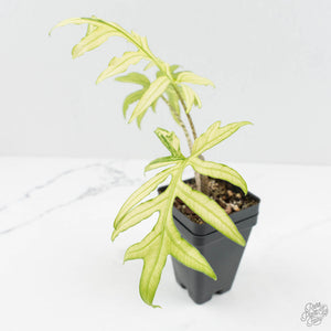 Alocasia Brancifolia Albo Variegated (wk17-UN)