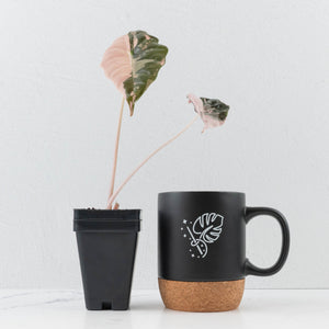 Alocasia Chantrieri Pink Variegated (wk36-L238)