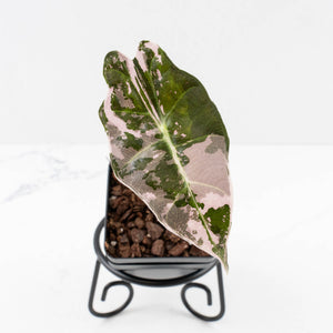 Alocasia Chantrieri Pink Variegated (wk34-L71)