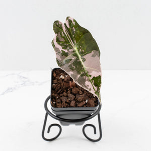 Alocasia Chantrieri Pink Variegated (wk34-L71)