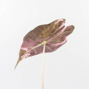 Alocasia Chantrieri Pink Variegated (wk34-L71)