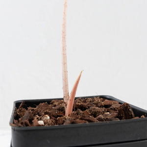 Alocasia Chantrieri Pink Variegated (wk34-L71)