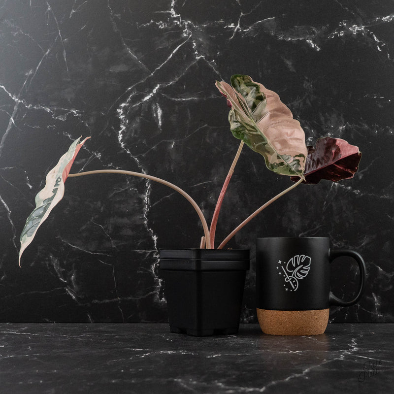 Alocasia Chantrieri Pink Variegated - Corming Size (wk42-L381)