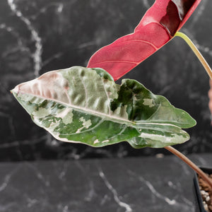 Alocasia Chantrieri Pink Variegated - Corming Size (wk42-L381)