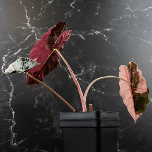 Alocasia Chantrieri Pink Variegated - Corming Size (wk42-L381)