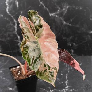 Alocasia Chantrieri Pink Variegated - Corming Size (wk42-L381)