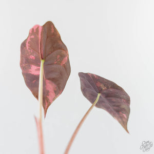 Alocasia Chantrieri Pink Variegated (wk44-L409)