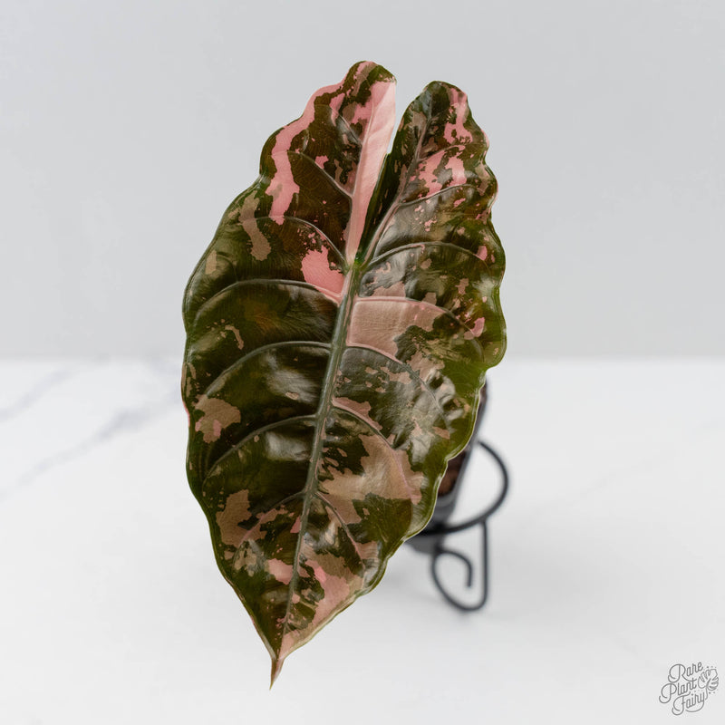 Alocasia Chantrieri Pink Variegated (wk44-L410)