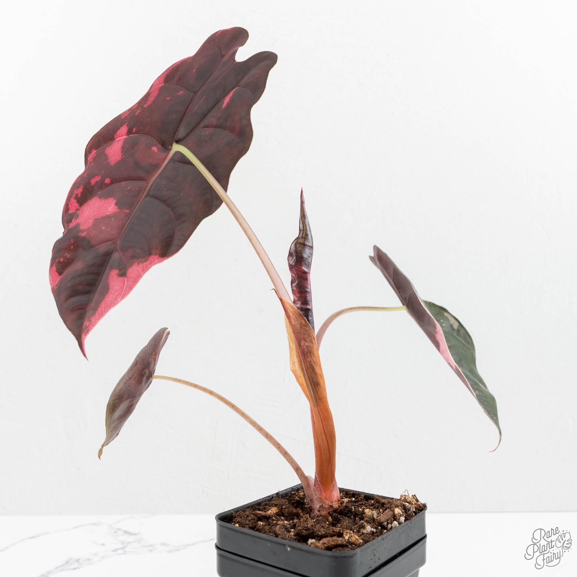 Alocasia Chantrieri Pink Variegated (wk15-B) *Corming Size* – Rare