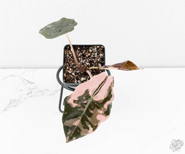 Alocasia Chantrieri Pink Variegated (wk11-UC)