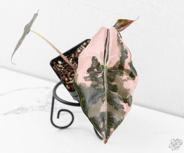 Alocasia Chantrieri Pink Variegated (wk11-UC)