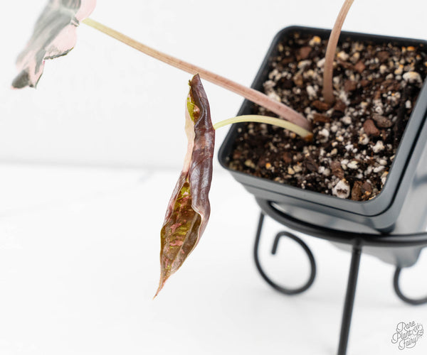 Alocasia Chantrieri Pink Variegated (wk11-UC)