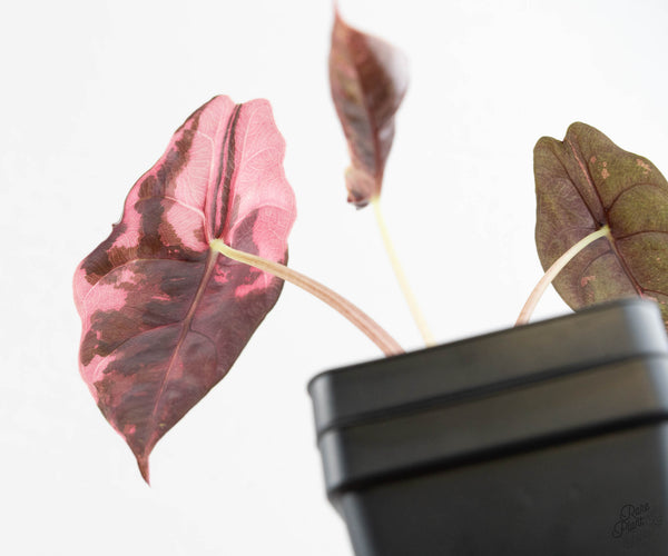 Alocasia Chantrieri Pink Variegated (wk11-UC)
