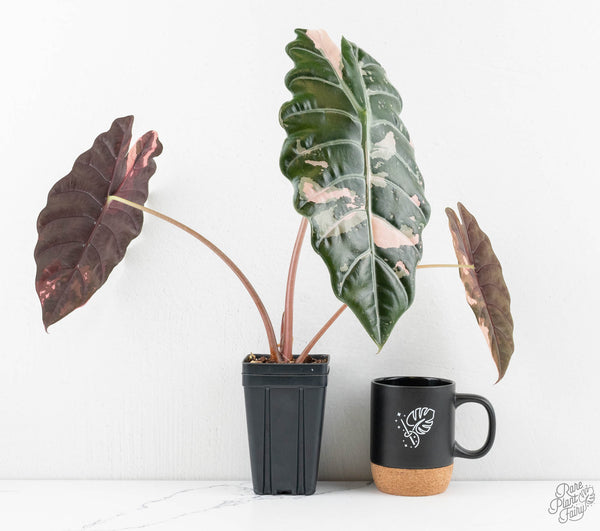 Alocasia Chantrieri Pink Variegated (wk11-UJ) *Corming Size*