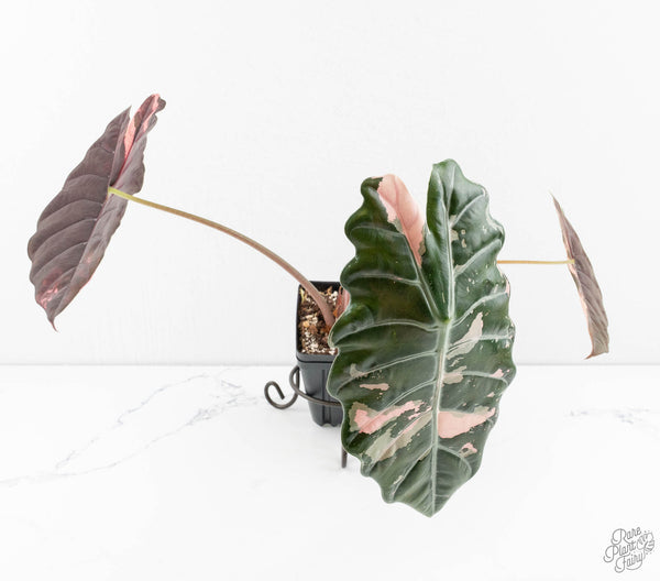 Alocasia Chantrieri Pink Variegated (wk11-UJ) *Corming Size*