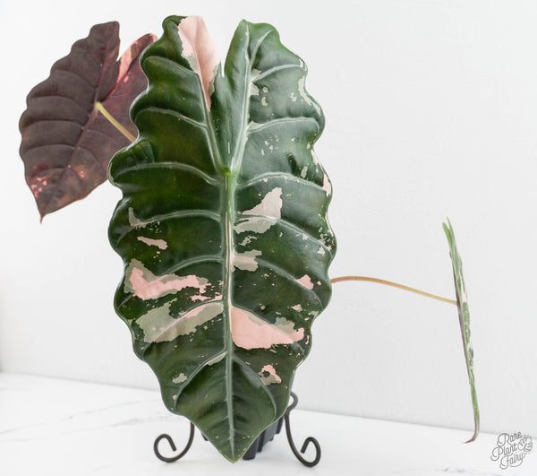Alocasia Chantrieri Pink Variegated (wk11-UJ) *Corming Size*