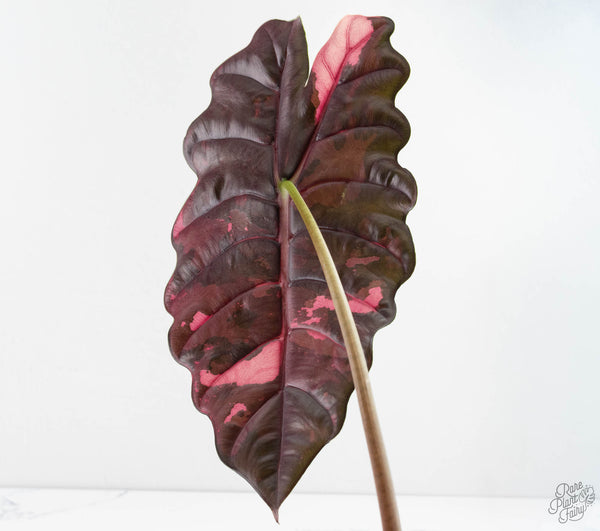Alocasia Chantrieri Pink Variegated (wk11-UJ) *Corming Size*