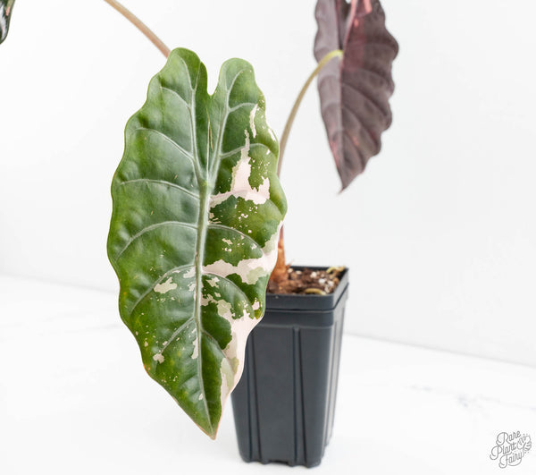 Alocasia Chantrieri Pink Variegated (wk11-UJ) *Corming Size*