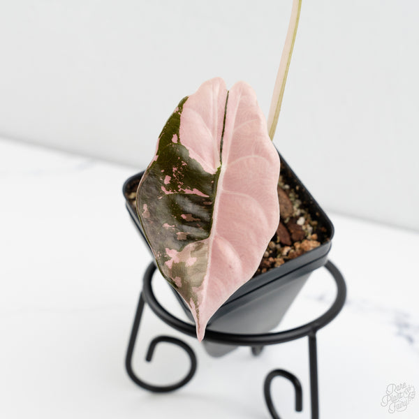 Alocasia Chantrieri Pink Variegated (wk9-UE)