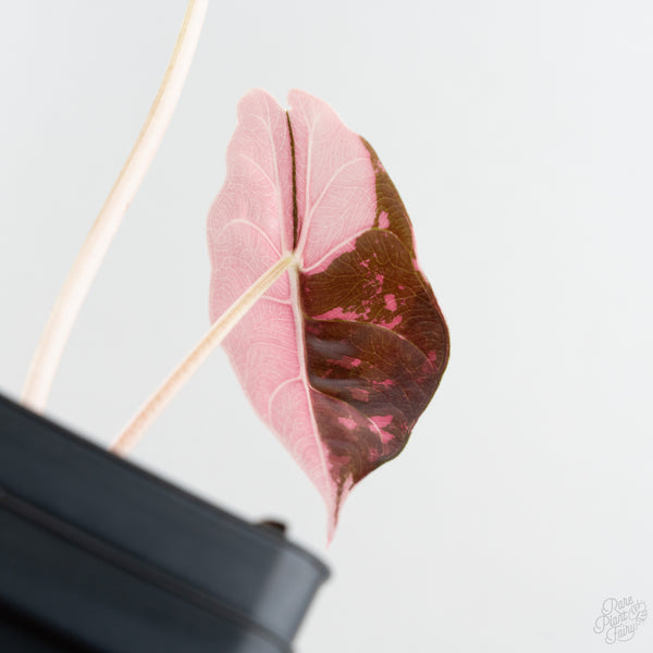 Alocasia Chantrieri Pink Variegated (wk9-UE)