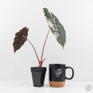 Alocasia Chantrieri Pink Variegated (wk17-F) *Corming Size*
