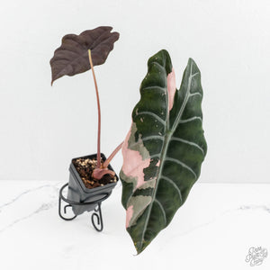 Alocasia Chantrieri Pink Variegated (wk17-F) *Corming Size*