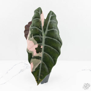 Alocasia Chantrieri Pink Variegated (wk17-F) *Corming Size*