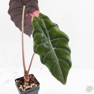 Alocasia Chantrieri Pink Variegated (wk17-F) *Corming Size*