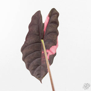 Alocasia Chantrieri Pink Variegated (wk17-F) *Corming Size*