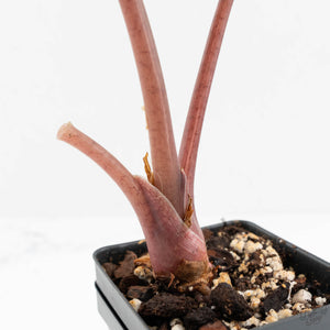 Alocasia Chantrieri Pink Variegated (wk17-F) *Corming Size*