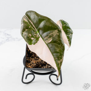 Alocasia Chantrieri Pink Variegated (wk23-E)